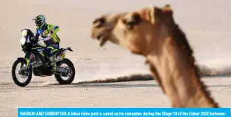  ??  ?? HARADH AND SHUBAYTAH: A biker rides past a camel as he competes during the Stage 10 of the Dakar 2020 between Haradh and Shubaytah, Saudi Arabia, yesterday. -— AFP