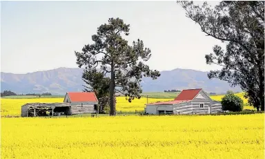  ??  ?? Pure Oil NZ managing director Nick Murney. The former Solid Energy plant has switched from biodiesel to food-grade rapeseed oil.