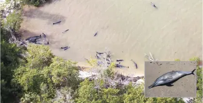  ??  ?? EVERGLADES NATIONAL PARK, Florida, United States: This January 16, 2017 handout photo courtesy of NOAA Fisheries Southeast shows and aerial view of false killer whales stranded in the Everglades National Park in Florida. (Inset) PERU: This file photo...