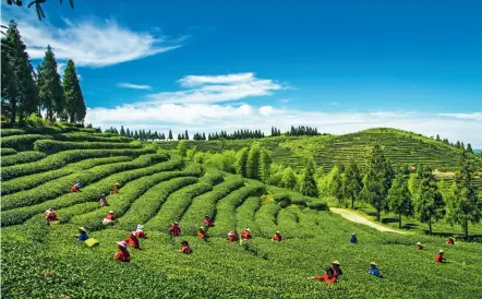  ??  ?? Ce projet sur une plantation de thé à Fuzhou, dans la province du Fujian, est parrainé par le programme Systèmes ingénieux du patrimoine agricole mondial (GIAHS) de la FAO. La Chine est devenue l’un des grands pays promoteurs de GIAHS.