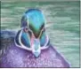  ?? PHOTO COURTESY BALTIMORE
WOODS NATURE CENTER ?? Artist Gail Norwood combines her joy for nature and art through her soft renderings in pastel, graphite, and colored pencil. “Wood Duck” will be one her featured works at the upcoming art gallery exhibit March 2- April 25, 2018, at Baltimore Woods...