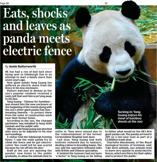  ??  ?? Tucking in: Yang Guang enjoys his meal of bamboo shoots at the zoo