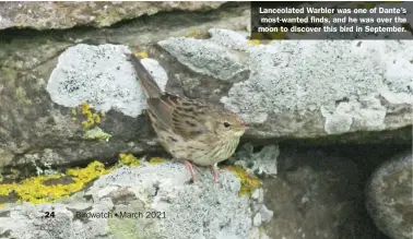  ??  ?? Lanceolate­d Warbler was one of Dante’s most-wanted finds, and he was over the moon to discover this bird in September.