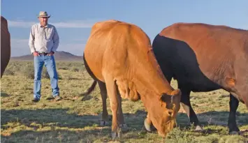  ?? Photos: Sabrina Dean ?? TOP:
Tuli breeder Ben Raath walks among some of his Tuli cows as they graze on the Karoo shrubs and grass.