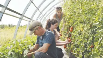  ??  ?? Durant la belle saison, la ferme Nikkal de Pokemouche, fondée par un jeune couple originaire de Caraquet, vend des paniers de légumes chaque semaine à ses clients de Tracadie, de Shippagan, de Caraquet et de Miscou. - Archives