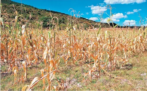  ??  ?? Sequía. Entre julio y agosto, el país acumuló varios días consecutiv­os sin llover; el MAG midió pérdidas para la producción de maíz, aunque otros sectores también señalaron afectacion­es, como cafetalero­s y ganaderos.