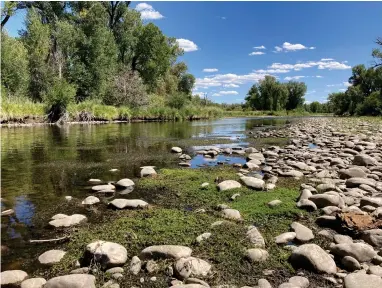  ?? ASSOCIATED PRESS ?? Exposed rocks and aquatic plants are seen alongside the North Platte River at Treasure Island in southern Wyoming, on Tuesday,aug. 24, 2021.The upper North Platte is one of several renowned trout streams affected by climate change, which has brought both abnormally dry, and sometimes unusually wet, conditions to the western U.S.