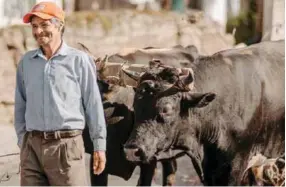  ??  ?? TOROS. Ancianos, adultos y niños guiaban a las yuntas de toros, animales a los cuales se les amarra la chamiza con ciertos palos y sogas.