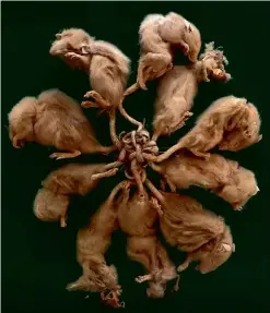  ?? ?? TOP: The rat king filmed by farmer Alibulat Rasulov. ABOVE: A rat king found in 1895 in Germany, now preserved in the Zoological Museum in Strasbourg, France.