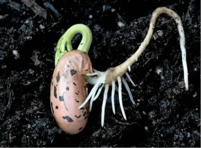  ??  ?? The radicle of a germinatin­g bean seed illustrate­s geotropism, with the first curling leaves of the plumule visible.