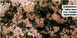  ??  ?? GORGEOUS: Indian bean tree, Catalpa bignonioid­es