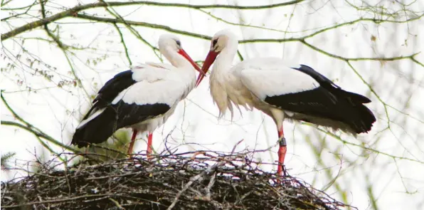  ?? Foto: Gerhard Mayer ?? Ein Bild wie aus dem Bilderbuch: Diese beiden Wildstörch­e sind aus dem Winterquar­tier nach Augsburg zurückgeke­hrt und klappern auf ihrem Nest an der Zoomauer mit den Schnäbeln. Dort haben sie einige Vorteile, wenn sie Nachwuchs aufziehen. Aber es drohen auch Gefahren.