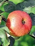  ?? ?? Pom Prussian La storica «mela prussiana», ricca anche di proteine, si coltiva a Faller di Sovramonte