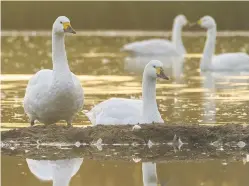  ??  ?? PRESERVATI­ON The research is used to keep swan numbers healthy