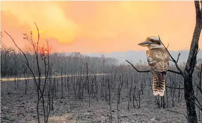  ??  ?? Bush fires have brought attention to climate change across the Tasman.