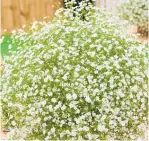  ??  ?? White gypsophila has long been traditiona­l in bridal bouquets, but it also works as a wild garden plant.