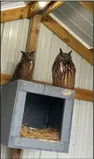  ?? Mckenzie/sdg ?? The owls at Westmeiste­r Farms.
Mindy Newspapers