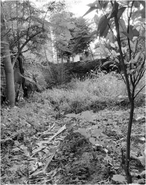  ??  ?? Vipesh Garg’s food forest where dry leaves are strewn for mulching