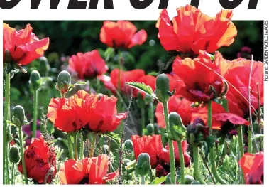  ??  ?? Red alert: Vibrant oriental poppy Beauty of Livermere blooms boldly in June