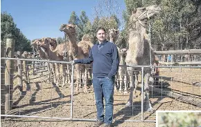  ??  ?? ABOVE Marcel Steingiess­er poses with camels at the Good Earth Dairy farm operated by Dandaragan Camel Dairies in Yathroo, Western Australia.