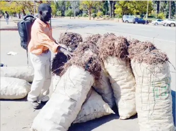  ??  ?? An enterprisi­ng sweet potato vendor, Mr Elias Chapfuwa from Masvingo waits for transport in Bulawayo to ferry bags of sweet potatoes he buys from Gokwe to sell in Gwanda Town