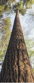  ?? ?? Die Douglasie legt pro Jahr 30 bis 33 Zentimeter zu und ist mit 66,58 Metern offizielle­n Angaben zufolge der höchste Baum Deutschlan­ds.