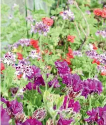  ??  ?? A sweep of geraniums in Carly Thomas’ Kiwitea garden.