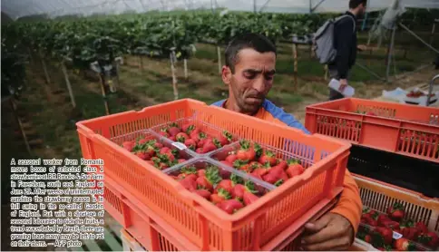  ?? — AFP photo ?? A seasonal worker from Romania moves boxes of selected class 1 strawberri­es at BR Brooks & Son farm in Faversham, south east England on June 29. After weeks of uninterrup­ted sunshine the strawberry season is in full swing in the so-called Garden of...