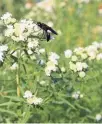  ?? JAN RIGGENBACH ?? An easy-care native plant, mountain mint is a favorite of bees, wasps and other pollinator­s.