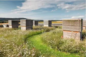  ??  ?? Wild flowers on the rooftop meadow at the eco-friendly Visitor Centre.