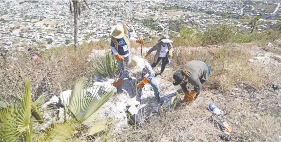  ??  ?? Picos y palas son algunas de las herramient­as que los brigadista­s utilizan en los puntos donde se presume la existencia de una fosa clandestin­a.