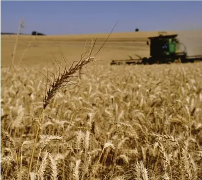  ?? ?? Segundo o Mapa, a produção nacional de trigo está em 2,8 toneladas por hectare