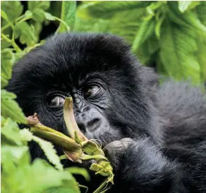  ??  ?? Below: An adolescent male mountain gorilla snacking on jungle vegetation. He and his siblings should have a bright future, thanks to the success of Rwanda’s ongoing conservati­on measures.