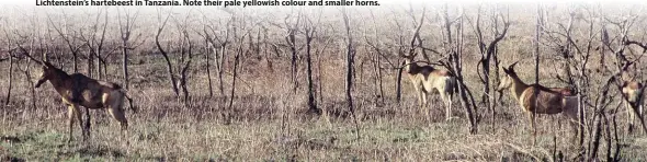  ??  ?? Lichtenste­in’s hartebeest in Tanzania. Note their pale yellowish colour and smaller horns.