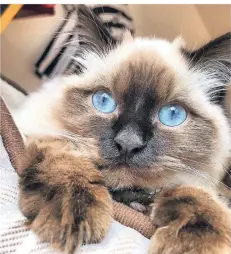  ?? FOTO: SAGATIAN ?? Der Gewinner ist Kater Oscar aus Mönchengla­dbach. Der Ragdoll-Kater ist laut Frauchen Olena Sagatian schlau – und ein bisschen faul.