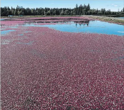  ?? THERESA FORTE SPECIAL TO THE ST. CATHARINES STANDARD ?? A cranberry field is flooded with water, then the fruit is “beaten” off the vine with a specialize­d harvester called a beater that agitates the water and loosens the berries from the vine. The floating fruit is then corralled and loaded onto trucks for delivery to the receiving station for cleaning.