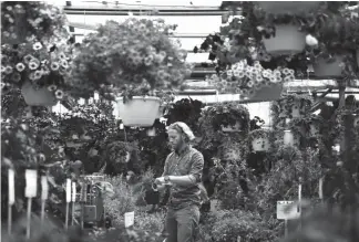  ?? Hyoung Chang, The Denver Post ?? Josh McClaren browses through the flowers and plants at Paulino Gardens on Tuesday. “We have the best selection of anybody in town, both indoor and outdoor,” an employee said. The gardening store and nursery just north of Denver will close July 31.