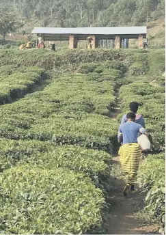  ??  ?? Tea growers have benefitted from loans to purchase seed and fertiliser­s and Farmer Field Schools have helped increase yields and income