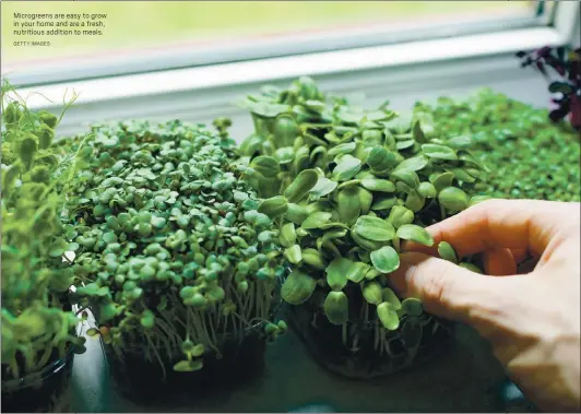  ?? GETTY IMAGES ?? Microgreen­s are easy to grow in your home and are a fresh, nutritious addition to meals.