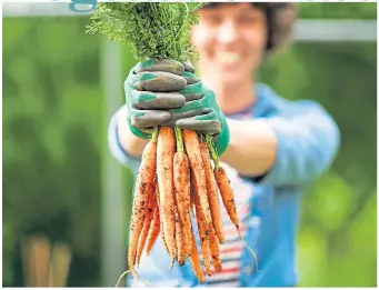  ??  ?? ● You can grow carrots in a container if your garden soil is stony or unsuitable for veg