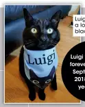  ??  ?? Luigi is a lovely black cat.
Luigi went to his forever home on September 15, 2018 — three years ago.