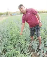  ??  ?? ONION INTERCROPP­ED WITH TOMATO – Jose Madriaga poses in his onion field intercropp­ed with tomato. The tomato will start bearing fruit after the onion is harvested, and will continue to be productive for several weeks. Aside from the harvest of fruits,...