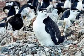  ?? ?? Chinstrap penguins sleep in short four-second bursts.