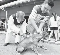  ??  ?? PENCEGAHAN: Jabatan Perkhidmat­an Veterinar Sarawak mengadakan operasi pemvaksina­n haiwan kesayangan di Dewan Masyarakat Kampung Semeba, Kuching setelah kampung tersebut diisytihar­kan positif wabak rabies semalam.
