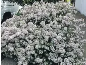  ??  ?? Viburnum ‘Summer Snowflake’ flowers flourish, left, in late-spring/early summer. A first-class daphne for foliage interest and fragrance is ‘Carol Mackie’, a tough, problem-free shrub, right.