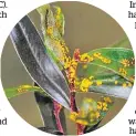  ??  ?? Myrtle rust on willow myrtle — it’s a threat to our plants.