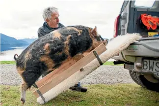  ?? PHOTO: BARRY HARCOURT ?? Ray Willett watches as kunekune pig Penelope climbs the ramp he built so she could get into his car.