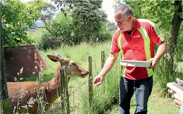  ?? PHOTOS: BOB MARRIOTT ?? During one of the breaks, postman Gordon feeds deer.