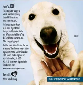  ?? ?? This little puppy is a joy to watch. You’ll love spending time with him as he just emits a positive aura.
Joe loves to play with dogs of all sizes – big and small!
Joe’s personalit­y is nice, playful and affectiona­te. He likes to “rag doll” and flop in your arms, too.
What a happy lap puppy!
Visit Joe – and others like him that are in search of their forever home – at the Inyo County Animal Shelter, located at 1001 County Road in Big Pine. For more informatio­n, call (760)
938-2715. To see more dogs available for adoption, visit www.easternsie­rradogresc­ue.com.
WOOF!