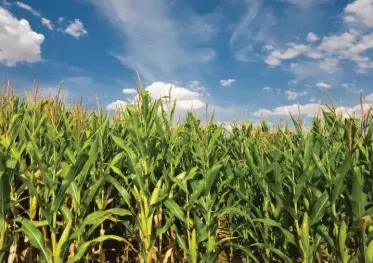  ??  ?? THIS YEAR South African farmers intended to increase the area planting for summer crops by 5 percent year-on-year in the 2020/21 production season, since there were prospects for La Niña rains, which some parts of South Africa were already experienci­ng.